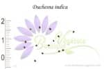 Graines de Duchesna indica, Graines de Potentilla indica, Graines de Fraisier de Duchesne