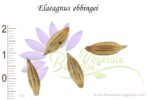 Graines d'Elaeagnus ebbingei, graines de Chalef de Ebbing, semis d'Elaeagnus ebbingei