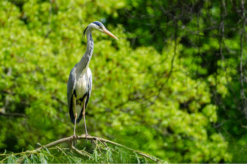 héron, oiseau, symbole équilibre de la nature