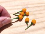 Piments Aji Charapita, Piment Charapita, Capsicum chinense ‘Charapita’, graines Aji Charapita, semences piment aji charapita