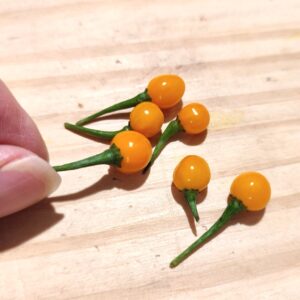 Piments Aji Charapita, Piment Charapita, Capsicum chinense ‘Charapita’, graines Aji Charapita, semences piment aji charapita