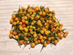Piments Aji Charapita, Piment Charapita, Capsicum chinense ‘Charapita’, graines Aji Charapita, semences piment aji charapita