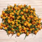 Piments Aji Charapita, Piment Charapita, Capsicum chinense ‘Charapita’, graines Aji Charapita, semences piment aji charapita