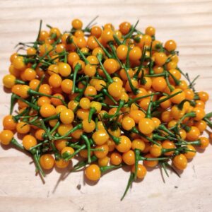 Piments Aji Charapita, Piment Charapita, Capsicum chinense ‘Charapita’, graines Aji Charapita, semences piment aji charapita