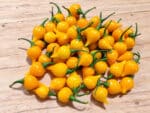 Piments Biquinho jaune, Piment Biquinho, Piment Chupetinho, piment Petit bec, graines de piment Biquinho , semences piment chupetinho, graines piment petit bec