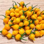 Piments Biquinho jaune, Piment Biquinho, Piment Chupetinho, piment Petit bec, graines de piment Biquinho , semences piment chupetinho, graines piment petit bec