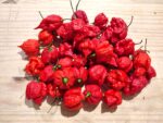 Piments 'Carolina reaper', Piment Faucheuse de la Caroline, graines de piments Carolina reaper, graines piment Faucheuse de la Caroline