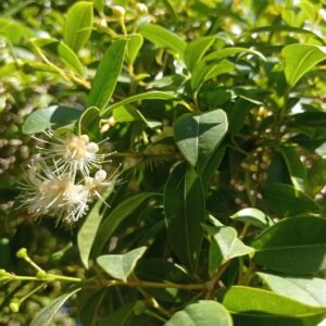 Syzygium myrtifolium, Eugenia myrtifolia, Graines de Syzygium myrtifolium, semences de Eugenia myrtifolia, fruits du Cerisier d'Australie