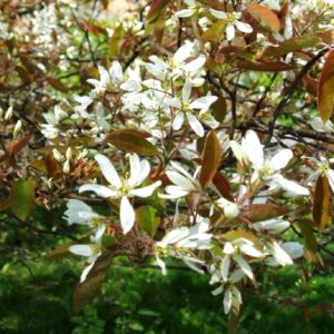 Fleurs d'Amelanchier x lamarckii, Fleurs de l'Amélanchier de Lamarck, Graines d'Amelanchier x lamarckii, Graines d'Amélanchier de Lamarck