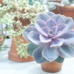 Plant d'Echeveria Perle Von Nürnberg, Plant d'Echeveria violet