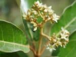 Fleurs d'Harungana madagascariensis, Fleurs de l'Harongana, Graines d'Harongana madagascariensis, Graines d'Harongana