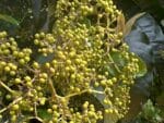 Fruits d'Harungana madagascariensis, Fruits de l'Harongana , Graines d'Harongana madagascariensis, Graines d'Harongana