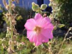 Fleur d'Alcea rosea, Floraison de Rose trémière, graines d'Alcea rosea, graines de rose trémière, Rose trémière rose