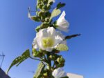 Floraison d'Alcea rosea, épi floral de Rose trémière blanche, graines d'Alcea rosea, graines de rose trémière, Rose trémière blanche