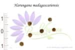 Graines de Harungana madagascariensis, Semences de Harongana, Semences de Harungana madagascariensis