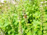 Inflorescences de Basilic vanille, Floraison de Basilic 'Blue spice', Basilic vanille en fleurs, graines de Basilic vanille, semences Basilic 'Blue spice'