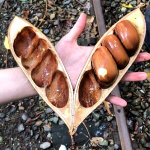 Gousses de Castanospermum australe, Fruits et graines de Châtaignier de Morton, Graines de Castanospermum australe
