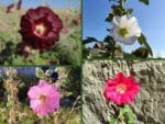 Roses trémières en mélange, Alcea rosea mix, graines de rose trémière, graines de rose trémière en mélange, graines Alcea rosea mix