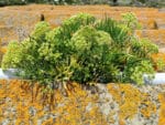 Crithmum maritimum, Criste marine, graines de Crithmum maritimum, graines de Criste marine