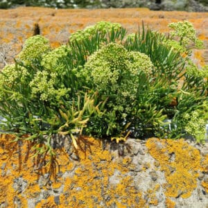 Crithmum maritimum, Criste marine, graines de Crithmum maritimum, graines de Criste marine