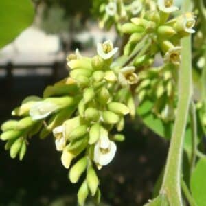 Floraison de Dalbergia sissoo, Fleurs de Sesham, Graines de Dalbergia sissoo, Semences de Sesham