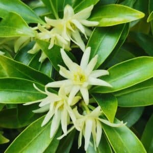 Illicium verum en fleur, Fleurs de Badianier de Chine, Graines d'Illicium verum, Graines de Badianier de Chine