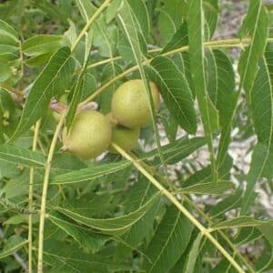 Feuilles et fruits de Juglans nigra, Fruits et feuilles du Noyer noir, Noix de Juglans nigra, Semences de Noyer noir