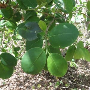 Feuillage de Pterocarpus santalinus, Feuilles du Faux-santal rouge, Graines de Pterocarpus santalinus, Graines de Faux-santal rouge,