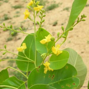 Pterocarpus santalinus en fleur, Fleurs du Faux-santal rouge, Graines de Pterocarpus santalinus, Graines de Faux-santal rouge