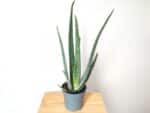 Plant d'Aloe barbadensis en pot, Plant d'Aloé vera, achat plant aloe vera, achat plant aloès vrai