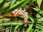 Fleur Atoumo, Fleur Aplinia zerumbet, fleur Gingembre shampooing, graines atoumo, graines alipina zerumbet, graines gingembre shampooing