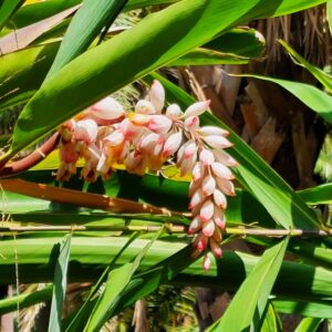 Fleur Atoumo, Fleur Aplinia zerumbet, fleur Gingembre shampooing, graines atoumo, graines alipina zerumbet, graines gingembre shampooing