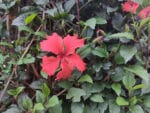 Hibiscus rosa-sinensis, Hibiscus rouge de Chine, floraison Hibiscus rosa-sinensis, graines Hibiscus rosa-sinensis, graines Hibiscus rouge de Chine