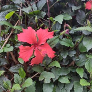Hibiscus rosa-sinensis, Hibiscus rouge de Chine, floraison Hibiscus rosa-sinensis, graines Hibiscus rosa-sinensis, graines Hibiscus rouge de Chine