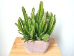 Plants de Hylocereus undatus en pot, Plants de pitaya en pot, plant de pitaya, plant de fruit du fragon, plant hylocereus