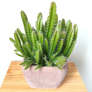 Plants de Hylocereus undatus en pot, Plants de pitaya en pot, plant de pitaya, plant de fruit du fragon, plant hylocereus