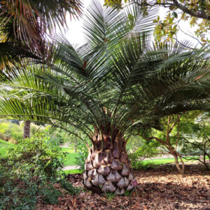 Jubaea chilensis, Cocotier du Chili, plant de Jubaea chilensis, graines Cocotier du Chili, graines de Jubaea chilensis
