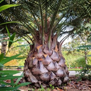 Jubaea chilensis, Cocotier du Chili, plant de Jubaea chilensis, graines Cocotier du Chili, graines de Jubaea chilensis