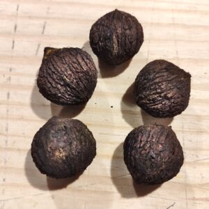Noix de Juglans nigra, Noix du Noyer noir, semences de juglans nigra