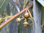 Fruits de Corymbia citriodora, Capsules d'Eucalyptus citriodora, Graines de Corymbia citriodora, Graines d'Eucalyptus citriodora