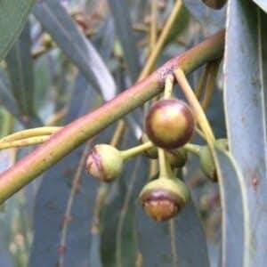 Fruits de Corymbia citriodora, Capsules d'Eucalyptus citriodora, Graines de Corymbia citriodora, Graines d'Eucalyptus citriodora