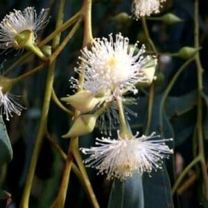 Corymbia citriodora en fleur, Fleurs d'Eucalyptus citriodora, Graines de Corymbia citriodora, Graines d'Eucalyptus citriodora