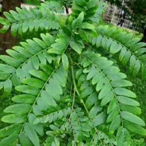 Feuillage de Gleditsia japonica, Feuilles du Févier du Japon