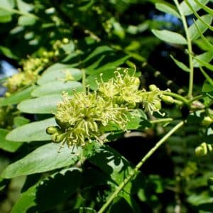 Gleditsia japonica en fleur, Fleurs du Févier du Japon, Graines de Gleditsia japonica, Graines de Févier du Japon