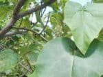 Feuillage de Paulownia catalpifolia, Feuille étroite d'Arbre impérial, Graines de Paulownia catalpifolia, Graines d'Arbre impérial