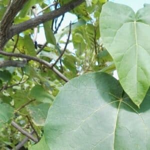Feuillage de Paulownia catalpifolia, Feuille étroite d'Arbre impérial, Graines de Paulownia catalpifolia, Graines d'Arbre impérial