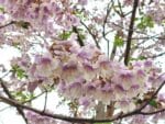 Paulownia catalpifolia en fleur, Floraison d'Arbre impérial, Graines de Paulownia catalpifolia, Graines d'Arbre impérial