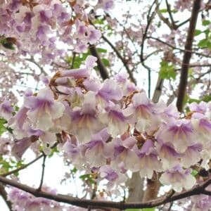 Paulownia catalpifolia en fleur, Floraison d'Arbre impérial, Graines de Paulownia catalpifolia, Graines d'Arbre impérial