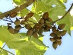 Fructification de Paulownia catalpifolia, Fruits d'Arbre impérial, Graines de Paulownia catalpifolia, Graines d'Arbre impérial
