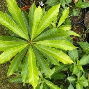 Feuilles de Lucuma campechiana ou Pouteria campechiana, Feuillage d'un Canistel, Graines de Pouteria campechiana, Graines de Lucuma campechiana, Graines de Canistel